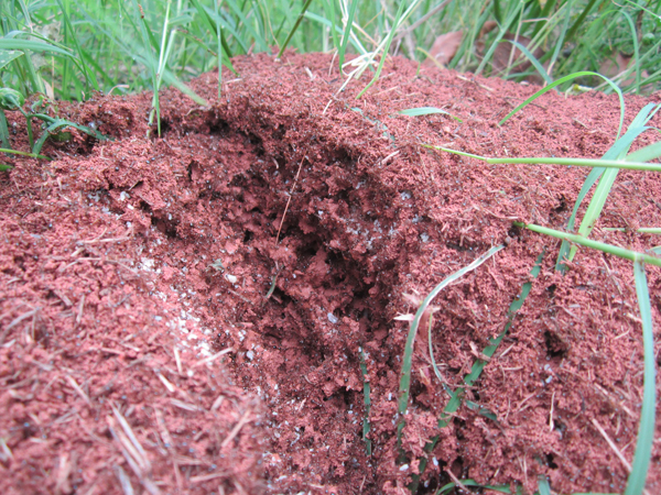 公園、社區(qū)、校園等公共場(chǎng)所進(jìn)行有效紅火蟻防制